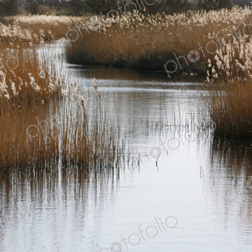 Tall reed stalks and feathery seedheads growing in shallow water in the fens near…