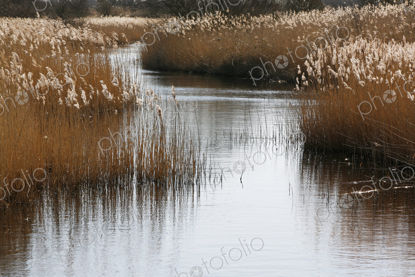 Tall reed stalks and feathery seedheads growing in shallow water in the fens near…