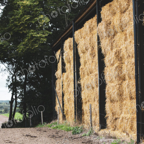 Tall stacks of straw bales along a rural farm track.