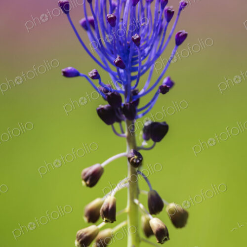 Tassel Hyacinth known as Muscari comosum, a spring flowering bulb, vivid blue.