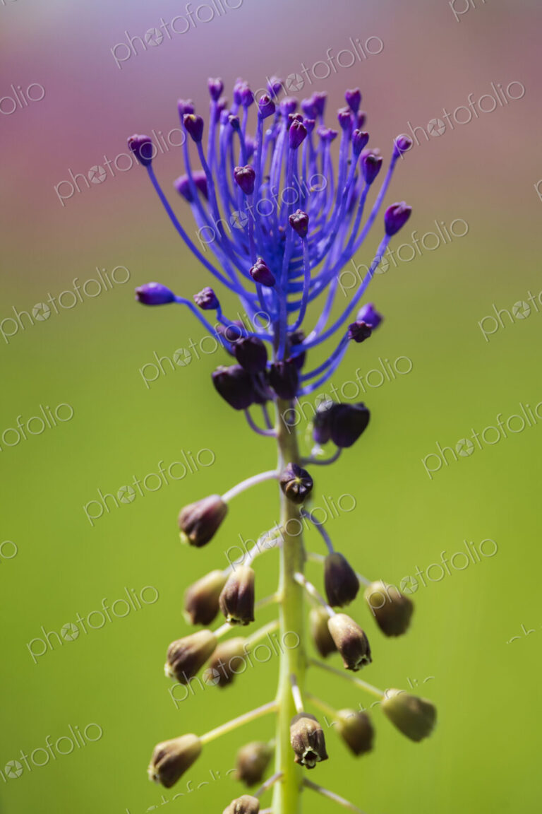 Tassel Hyacinth known as Muscari comosum, a spring flowering bulb, vivid blue.