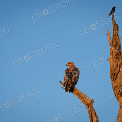 Tawny Eagle, Aquila rapax, & Fork-tailed Drongo, Dicrurus adsimilis. Eagle perched on… Tawny Eagle, Aquila rapax, & Fork-tailed Drongo, Dicrurus adsimilis. Eagle perched on…