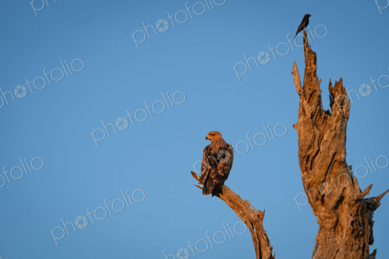 Tawny Eagle, Aquila rapax, & Fork-tailed Drongo, Dicrurus adsimilis. Eagle perched on…