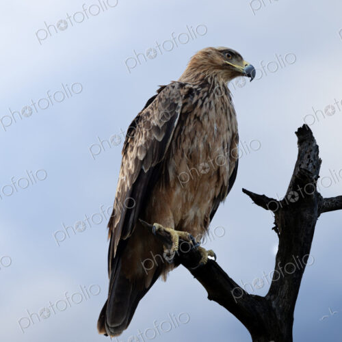 Tawny eagle, Aquila rapax, perched on a branch, looking out. Tawny eagle, Aquila rapax, perched on a branch, looking out.