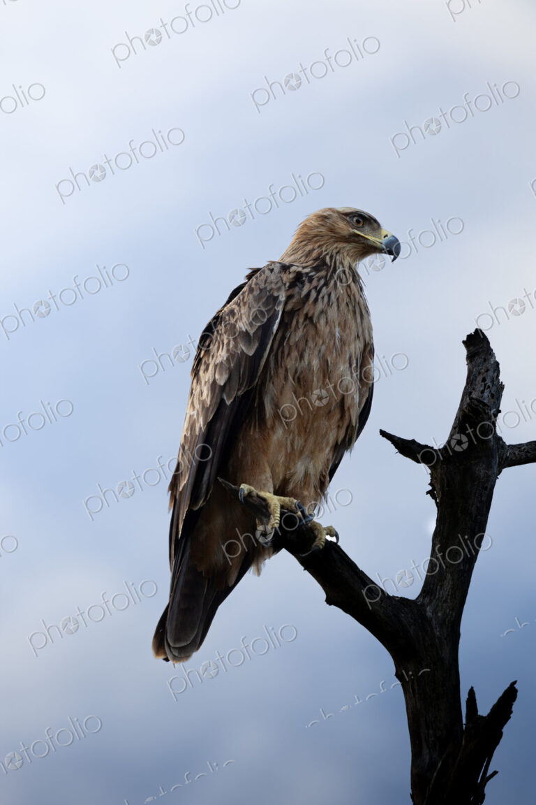 Tawny eagle, Aquila rapax, perched on a branch, looking out.