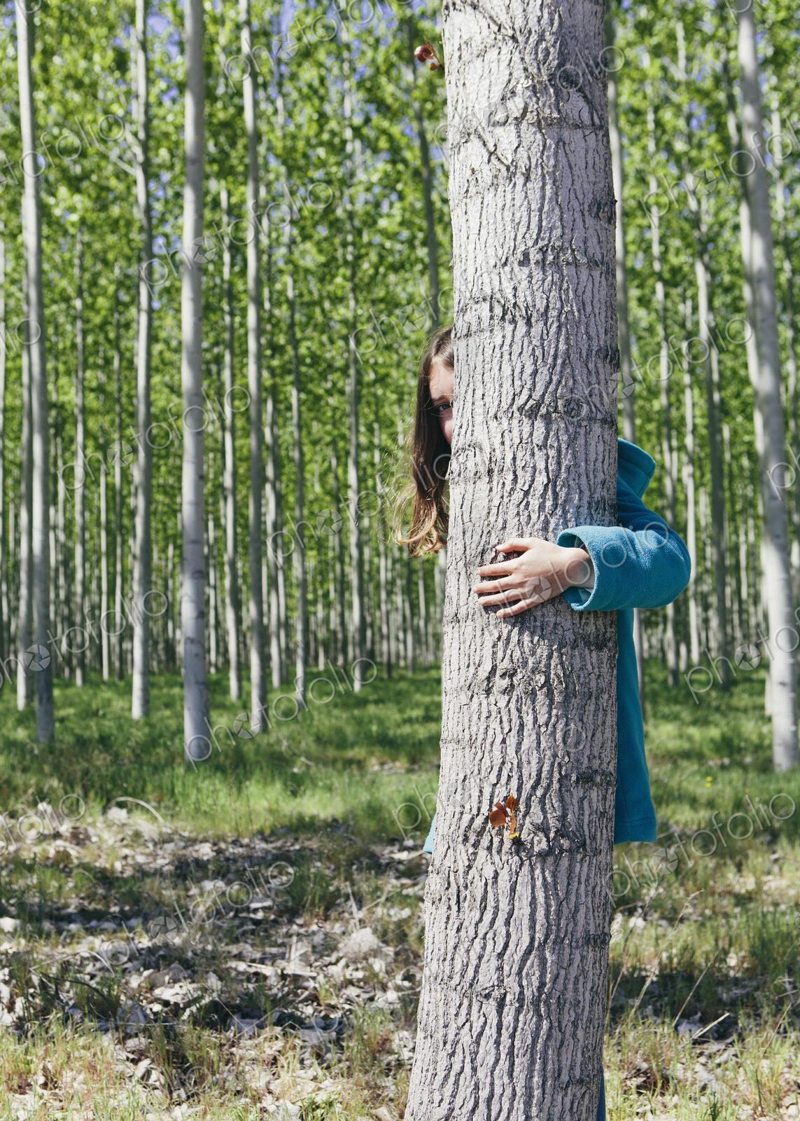 Ten year old girl peering behind commercially grown poplar tree on large tree farm,…