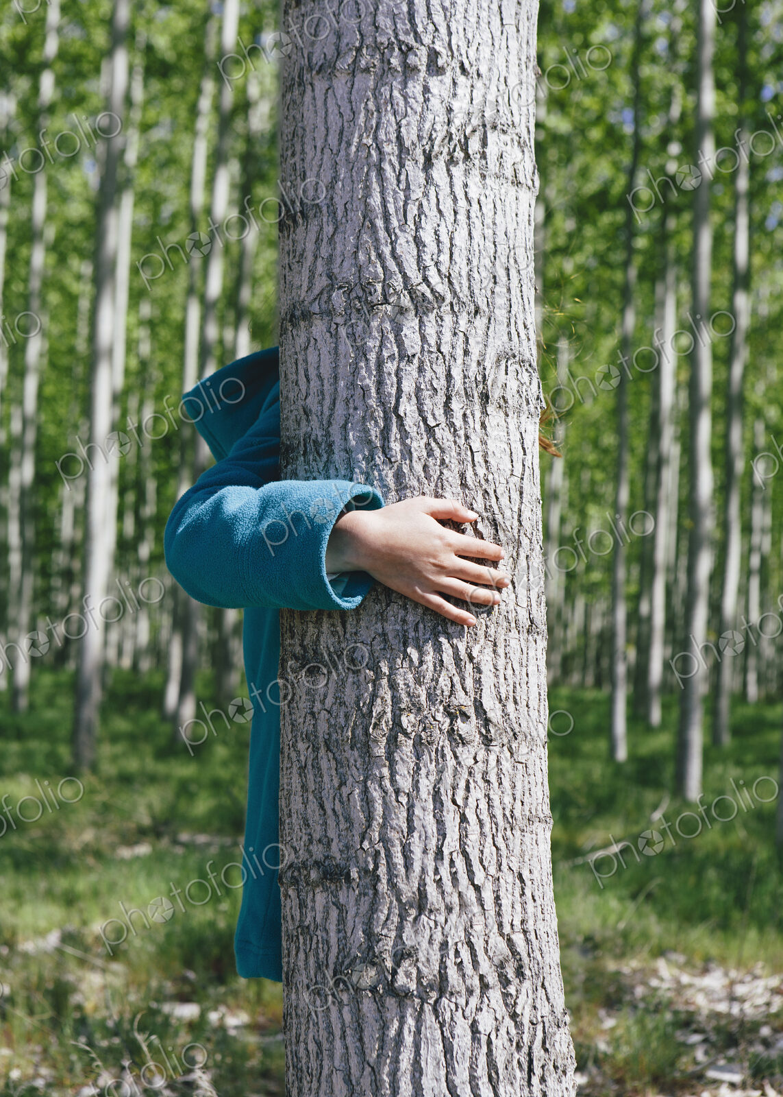 Ten year old girl standing behind commercially grown poplar tree on large tree farm,…