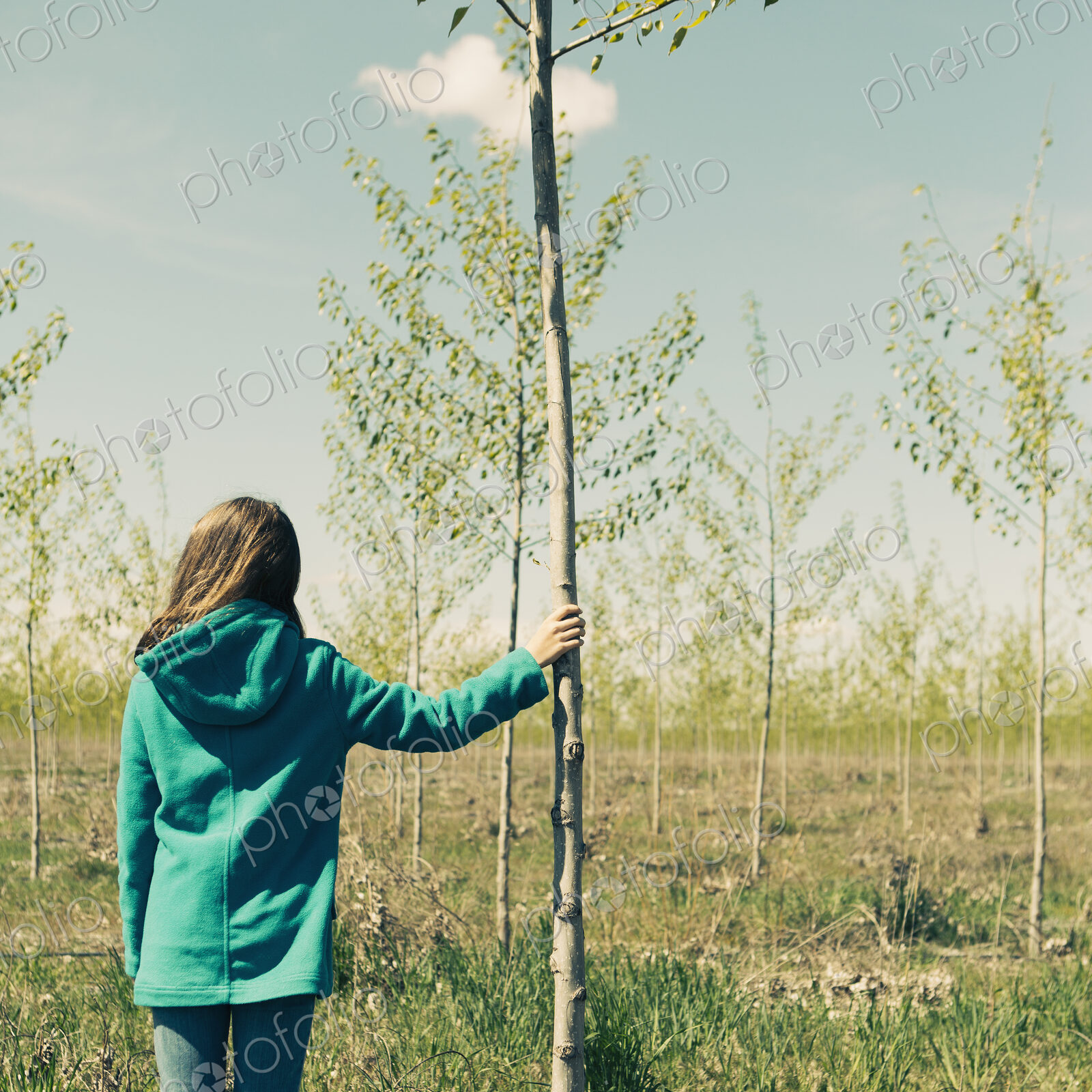 Ten year old girl standing next to commercially grown poplar tree on large tree farm,…