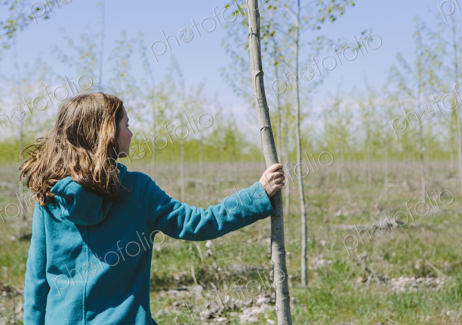 Ten year old girl standing next to commercially grown poplar tree on large tree farm,…