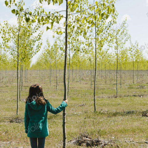Ten year old girl standing next to commercially grown poplar tree on large tree farm,… Ten year old girl standing next to commercially grown poplar tree on large tree farm,…