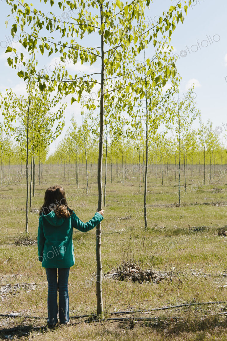 Ten year old girl standing next to commercially grown poplar tree on large tree farm,…