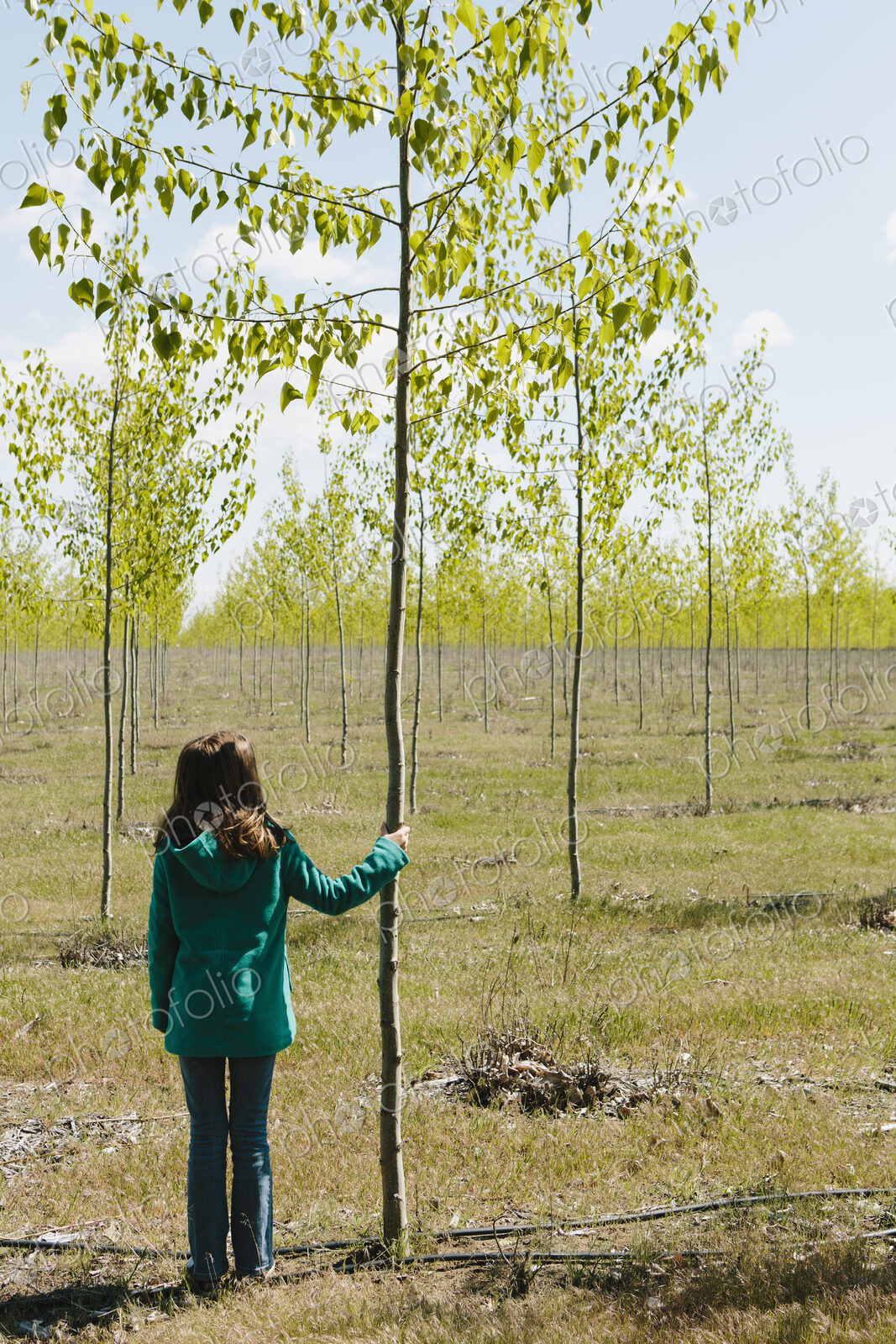 Ten year old girl standing next to commercially grown poplar tree on large tree farm,…