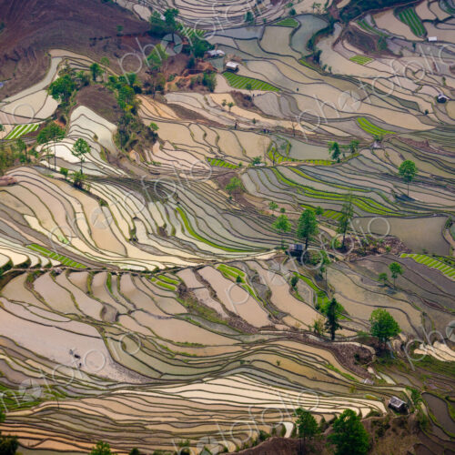 Terraced rice fields, Yuanyang, China