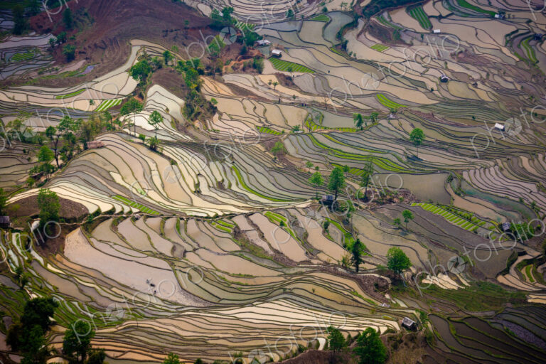 Terraced rice fields, Yuanyang, China