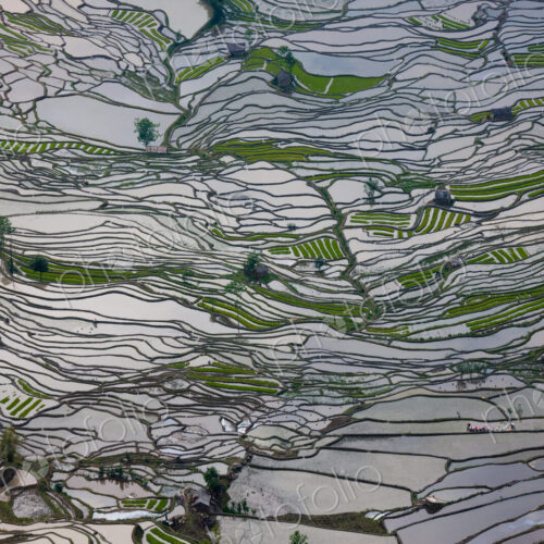 Terraced rice fields, Yuanyang, China