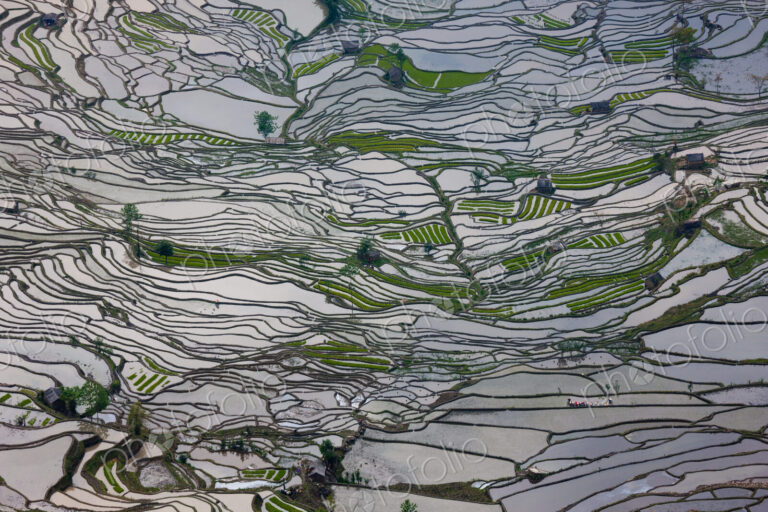 Terraced rice fields, Yuanyang, China