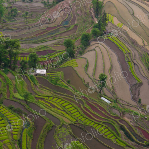 Terraced rice fields, Yuanyang, China