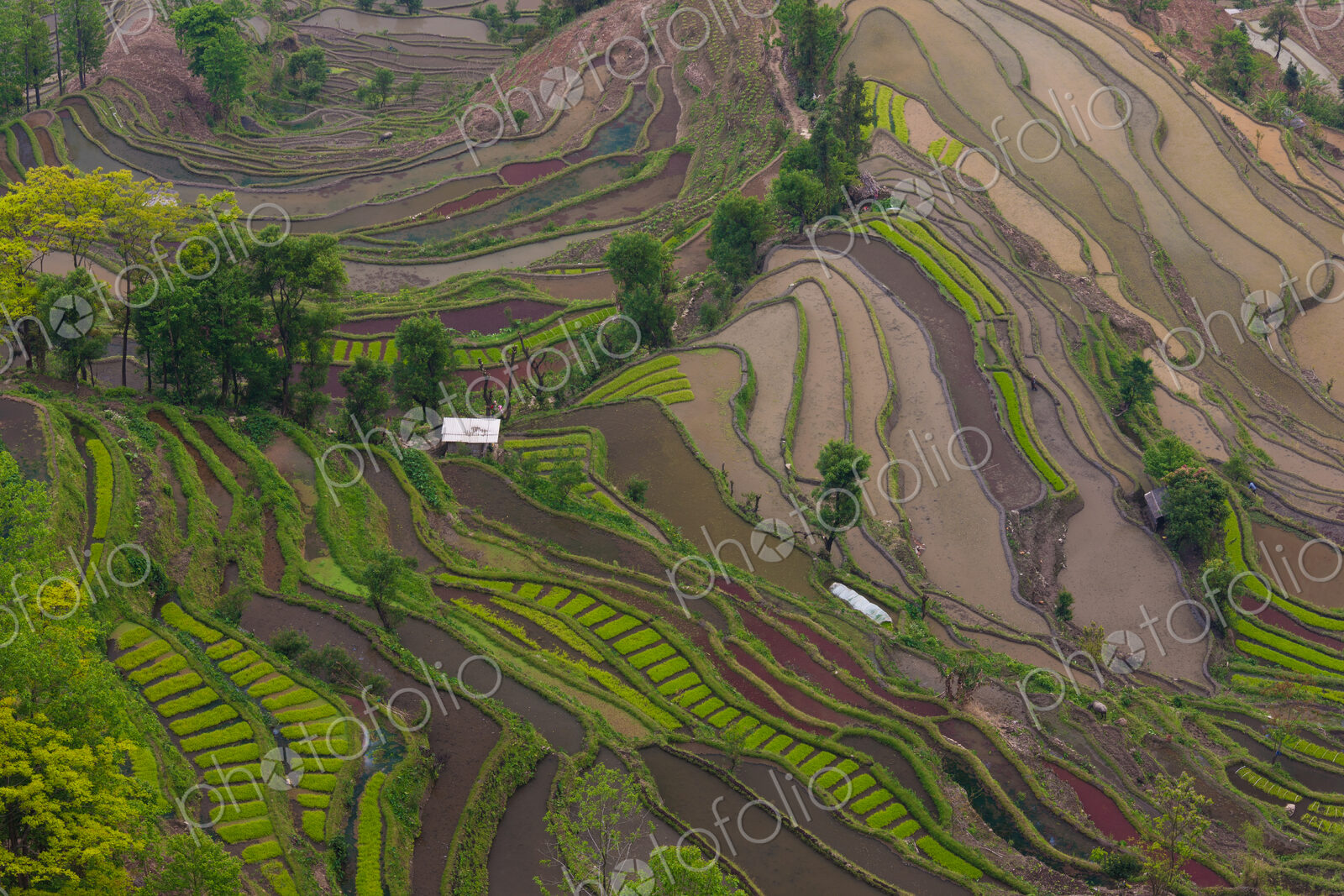 Terraced rice fields, Yuanyang, China