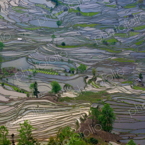 Terraced rice fields, Yuanyang, China