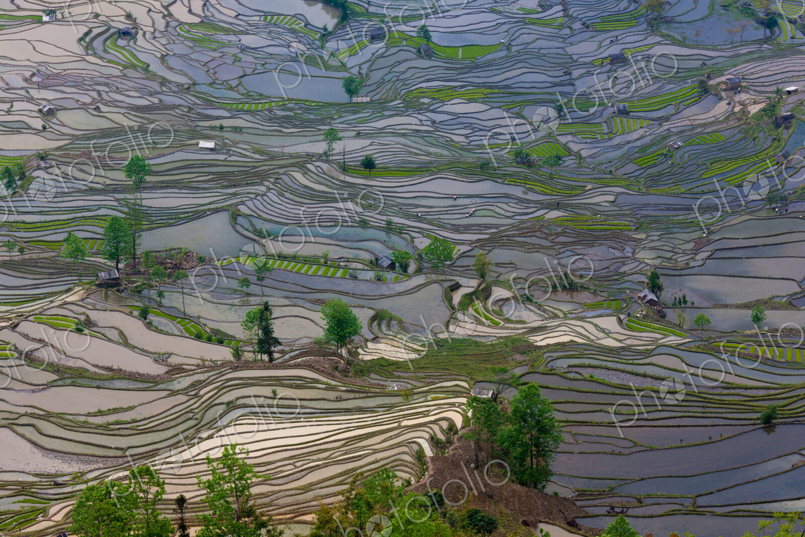 Terraced rice fields, Yuanyang, China
