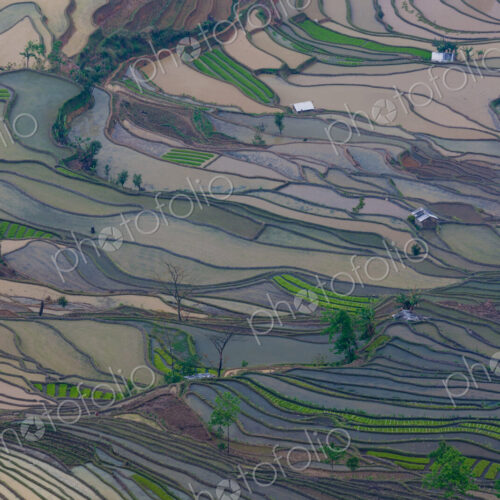 Terraced rice fields, Yuanyang, China
