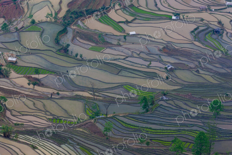 Terraced rice fields, Yuanyang, China