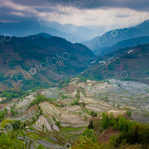 Terraced rice fields, Yuanyang, China