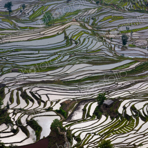Terraced rice fields, Yuanyang, China