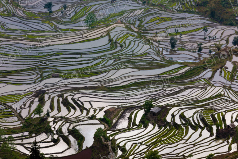 Terraced rice fields, Yuanyang, China