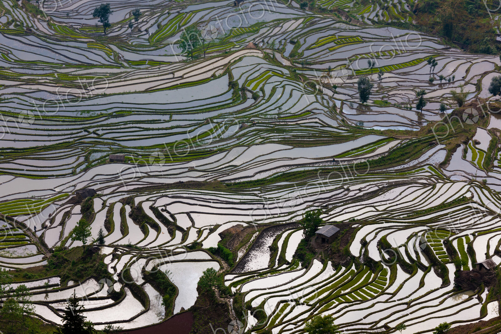 Terraced rice fields, Yuanyang, China