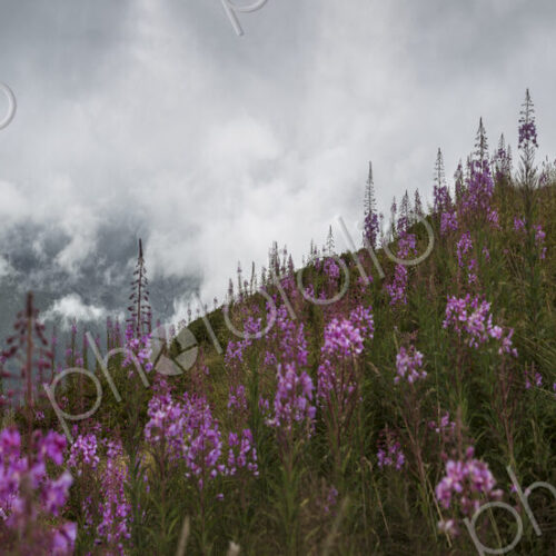 The Alps, a path on the hillside with flowering plants, view of the Mont Blanc range…