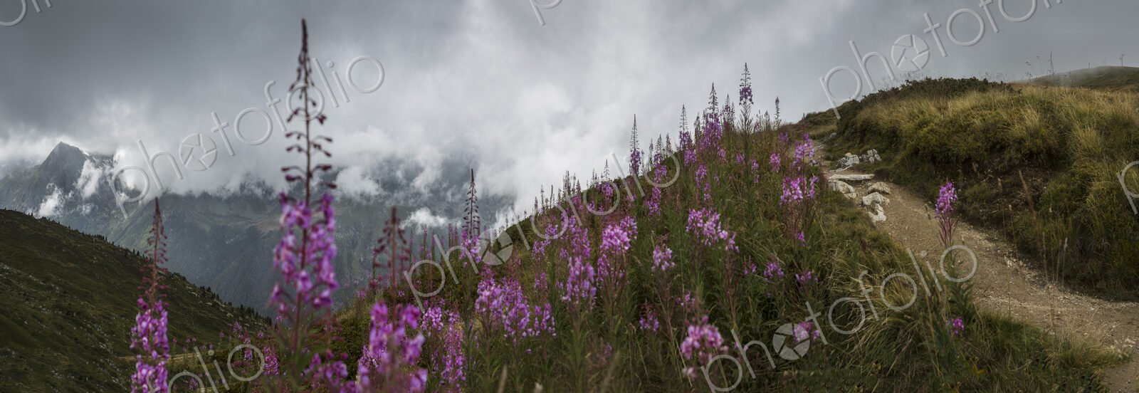 The Alps, a path on the hillside with flowering plants, view of the Mont Blanc range…