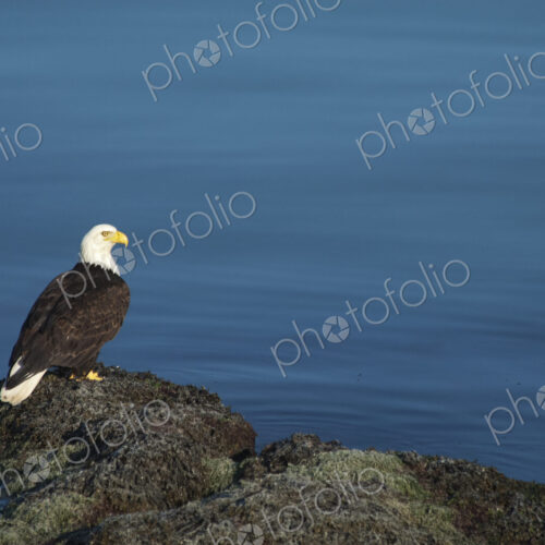 The American Bald Eagle, Haliaeetus leucocephalus, is the symbol of the nation, and… The American Bald Eagle, Haliaeetus leucocephalus, is the symbol of the nation, and…