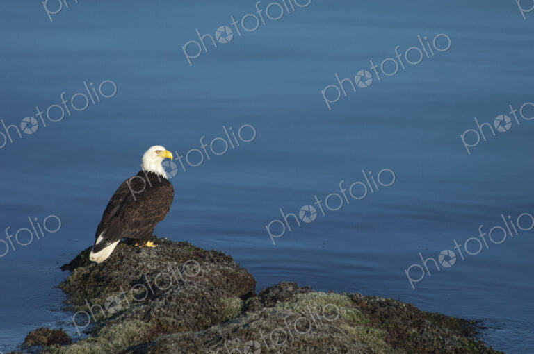 The American Bald Eagle, Haliaeetus leucocephalus, is the symbol of the nation, and…