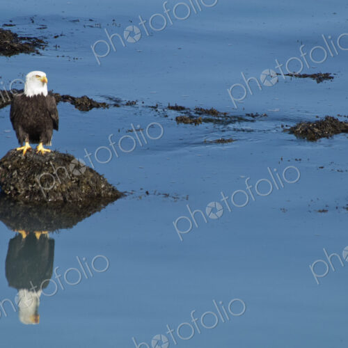 The American Bald Eagle, Haliaeetus leucocephalus, is the symbol of the nation, and… The American Bald Eagle, Haliaeetus leucocephalus, is the symbol of the nation, and…
