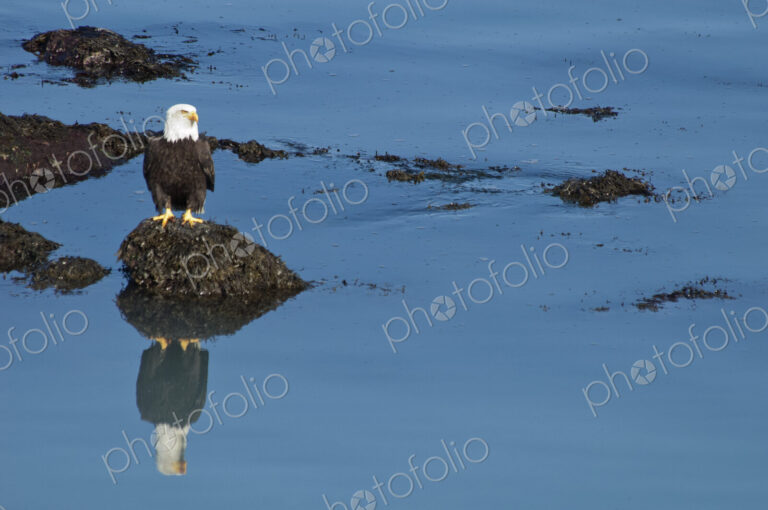The American Bald Eagle, Haliaeetus leucocephalus, is the symbol of the nation, and…