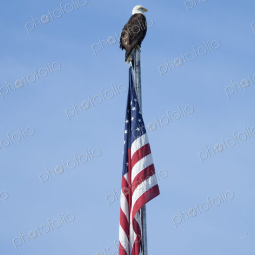 The American Bald Eagle, Haliaeetus leucocephalus, is the symbol of the nation, and… The American Bald Eagle, Haliaeetus leucocephalus, is the symbol of the nation, and…