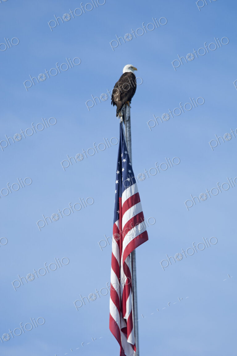 The American Bald Eagle, Haliaeetus leucocephalus, is the symbol of the nation, and…