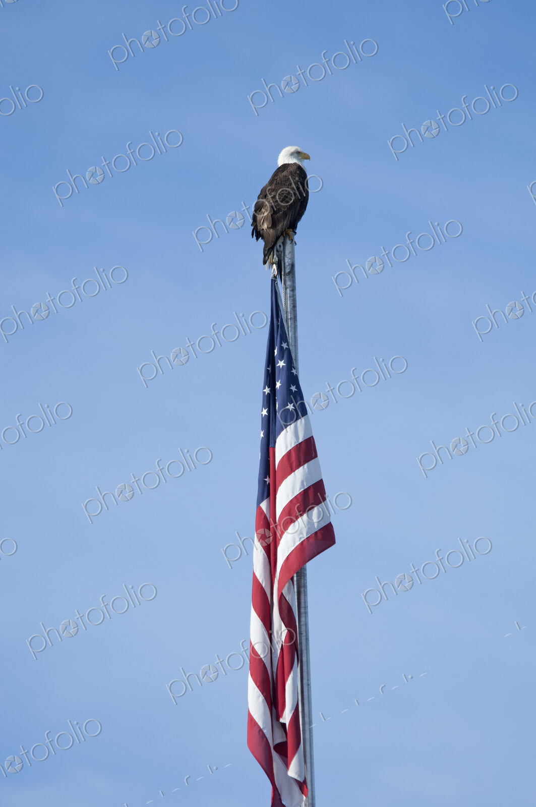 The American Bald Eagle, Haliaeetus leucocephalus, is the symbol of the nation, and…