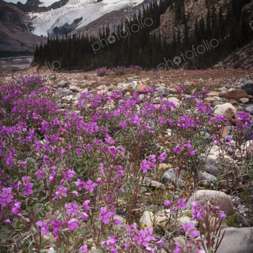 The Athabasca Glacier and pink wildflowers in a valley in the Canadian Rockies. The Athabasca Glacier and pink wildflowers in a valley in the Canadian Rockies.