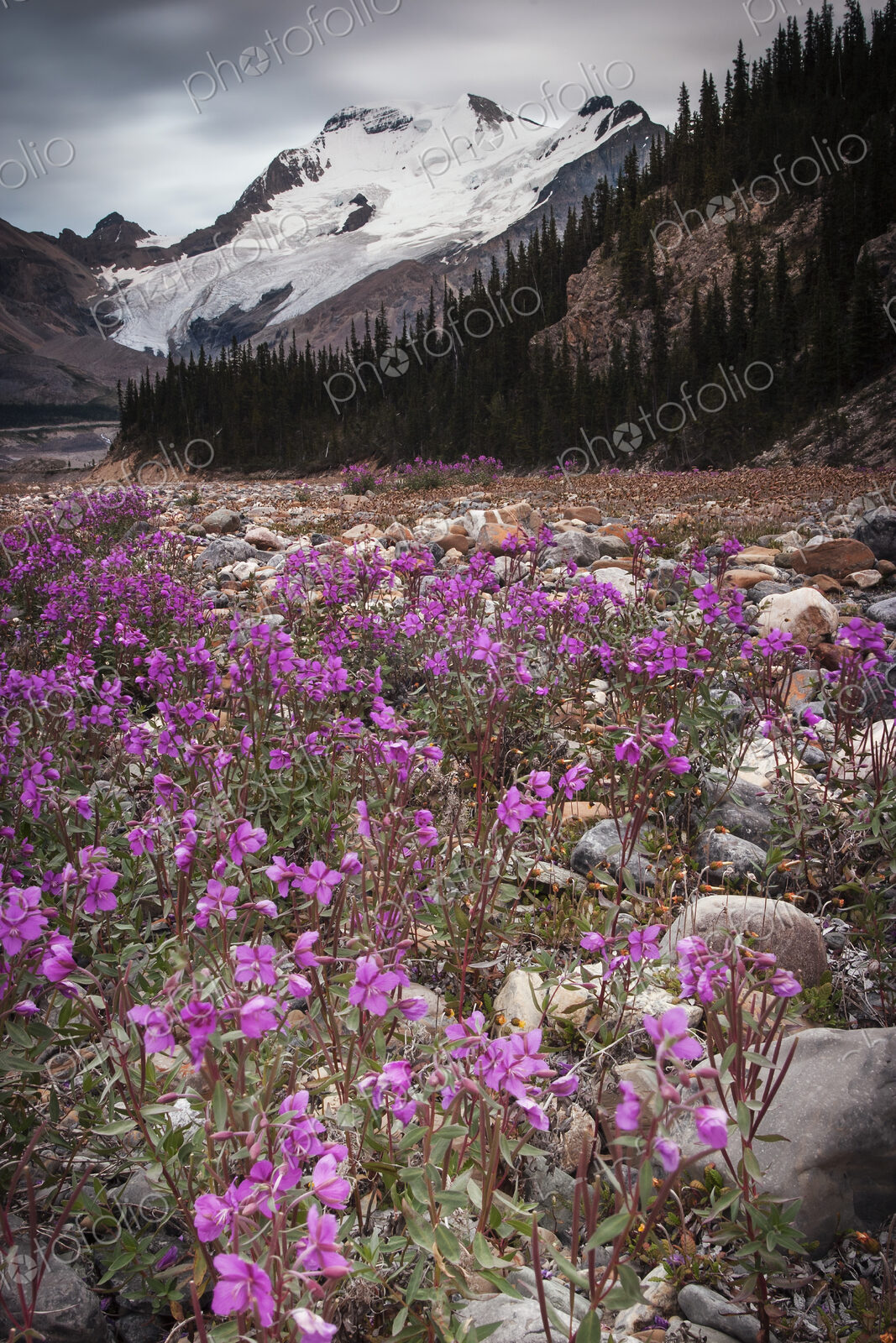 The Athabasca Glacier and pink wildflowers in a valley in the Canadian Rockies.