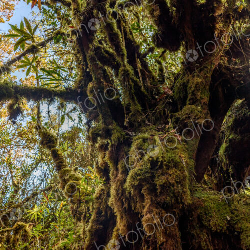The Cameron Highlands, mountains and tea plantations, low angle view of overgrown tree. The Cameron Highlands, mountains and tea plantations, low angle view of overgrown tree.