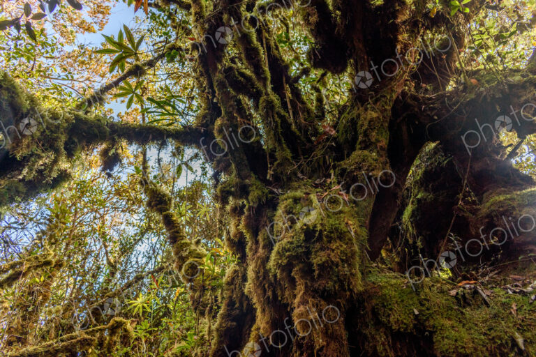 The Cameron Highlands, mountains and tea plantations, low angle view of overgrown tree.