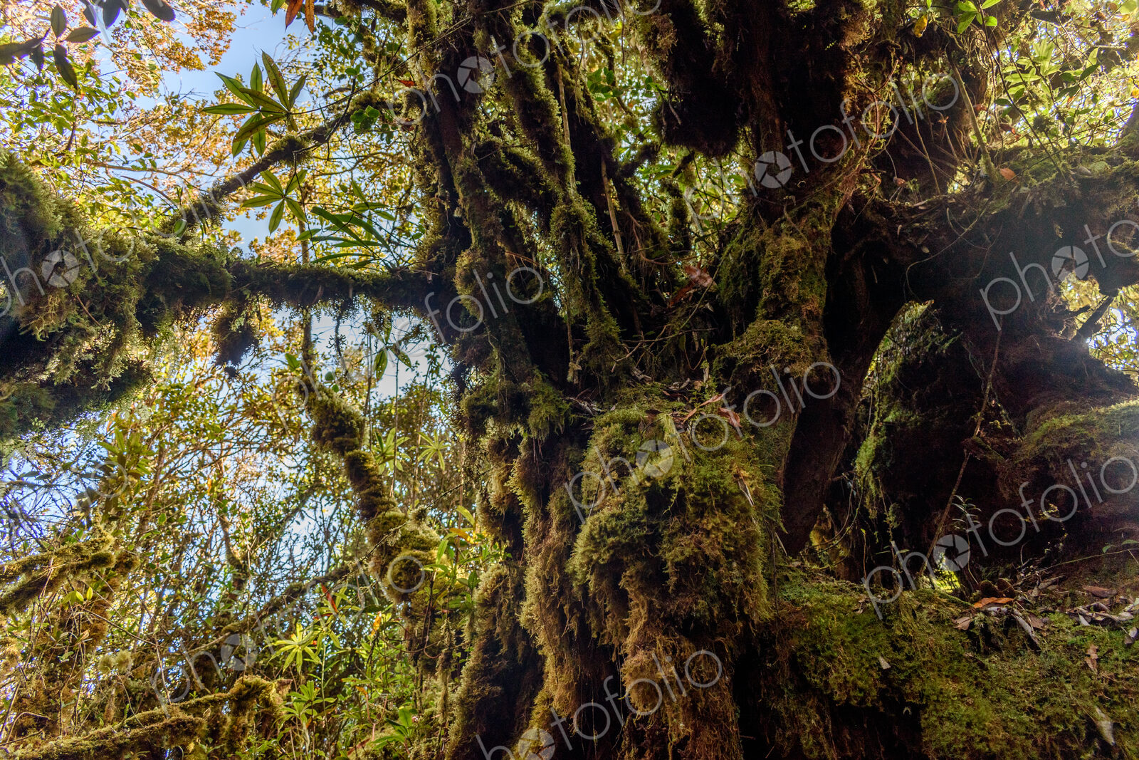 The Cameron Highlands, mountains and tea plantations, low angle view of overgrown tree.