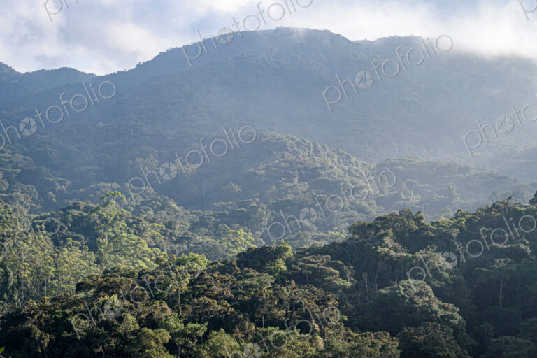 The Cameron Highlands, mountains and tea plantations, view over the rolling terrain…