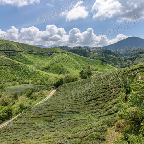 The Cameron Highlands, mountains and tea plantations, view over the rolling terrain… The Cameron Highlands, mountains and tea plantations, view over the rolling terrain…