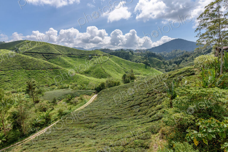 The Cameron Highlands, mountains and tea plantations, view over the rolling terrain…