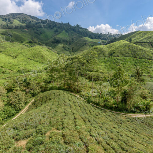 The Cameron Highlands, mountains and tea plantations, view over the rolling terrain… The Cameron Highlands, mountains and tea plantations, view over the rolling terrain…