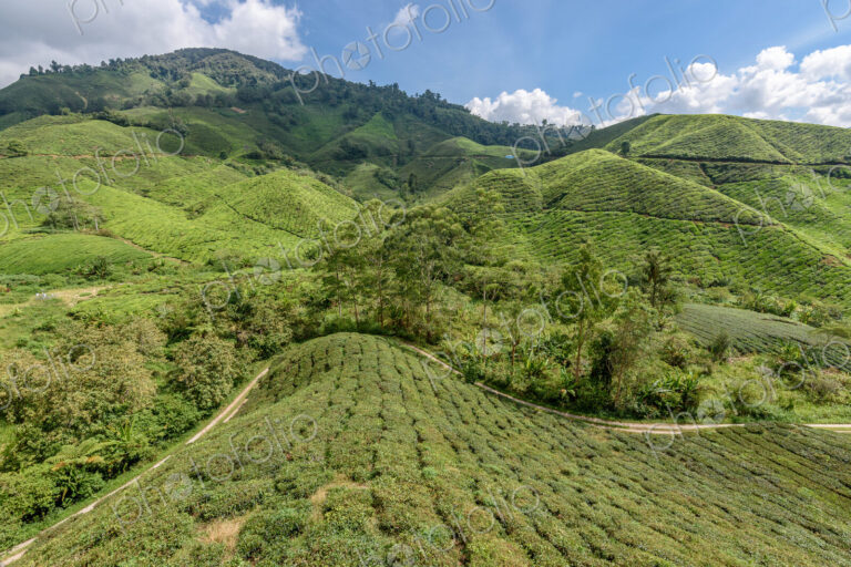The Cameron Highlands, mountains and tea plantations, view over the rolling terrain…