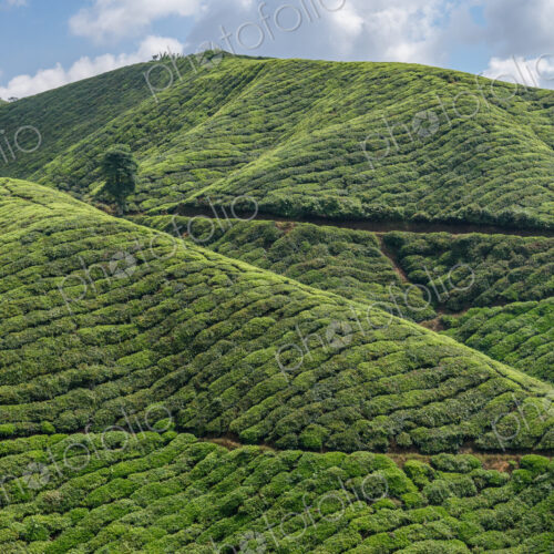 The Cameron Highlands, mountains and tea plantations, view over the rolling terrain… The Cameron Highlands, mountains and tea plantations, view over the rolling terrain…